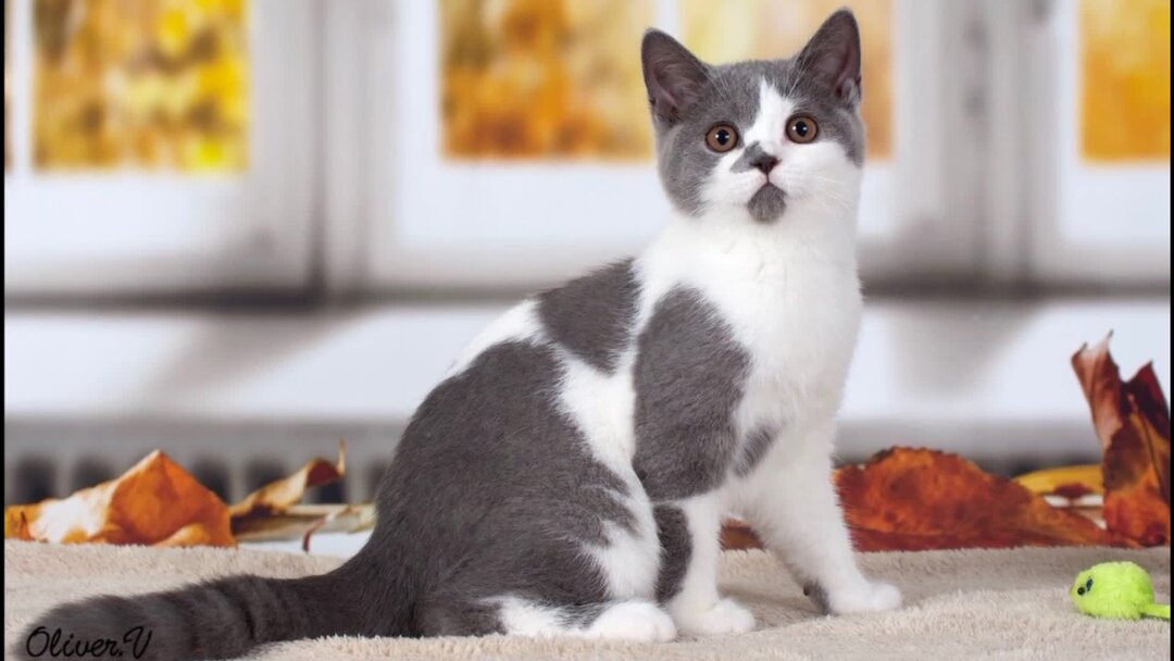 Brit kitten
