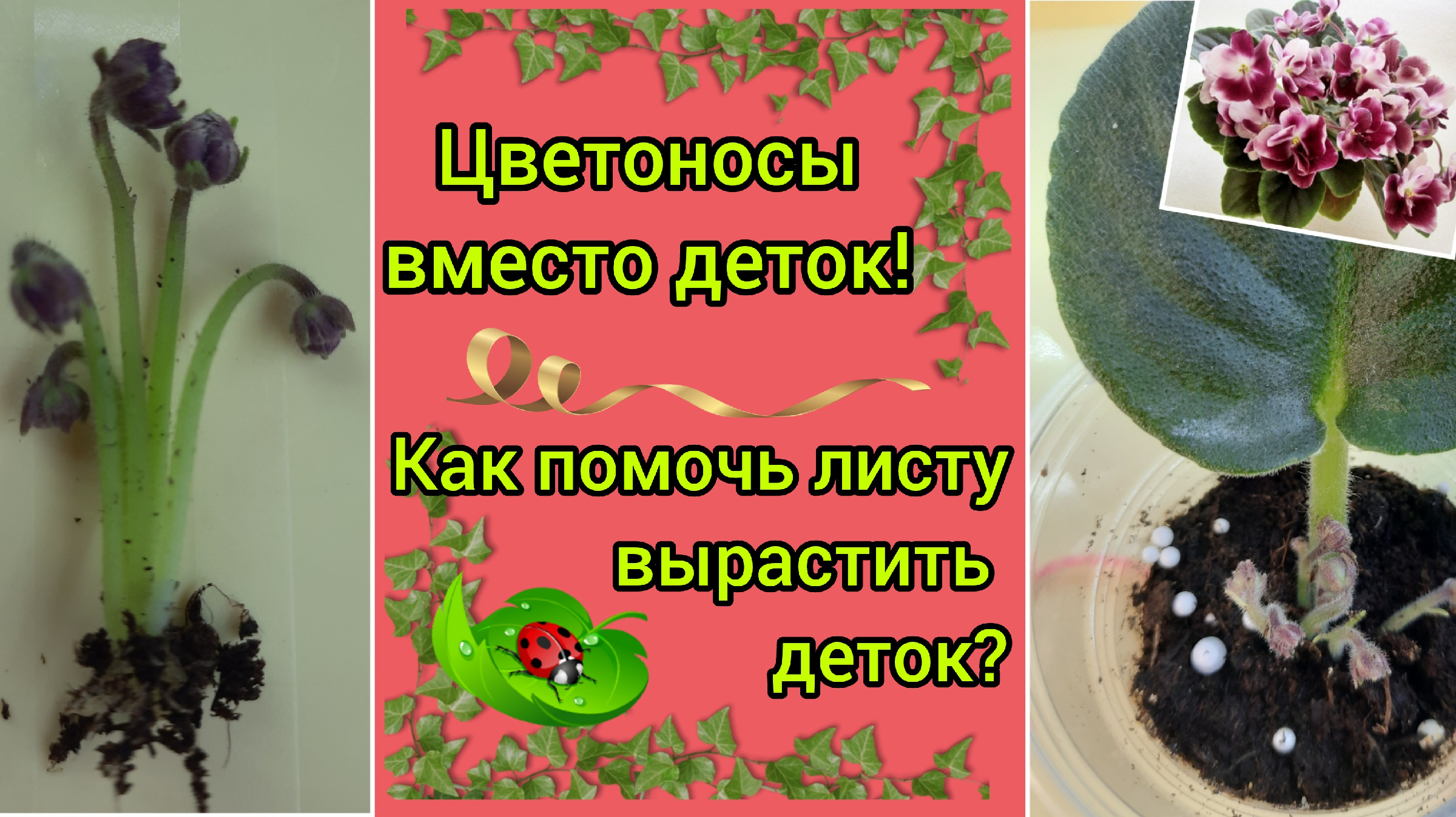 Фиалкин островок. На фиалках вместо цветоносов детки растут. Способ укоренения, при котором появляется больше деток у листа фиалки. Если лист фиалки дал сразу цветонос вырастит ли детка?. От листа сансивьерии Тафт леди вырастет детка.