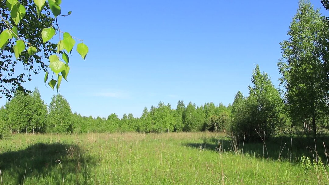 Голос лесов. Природный голос Леванов.