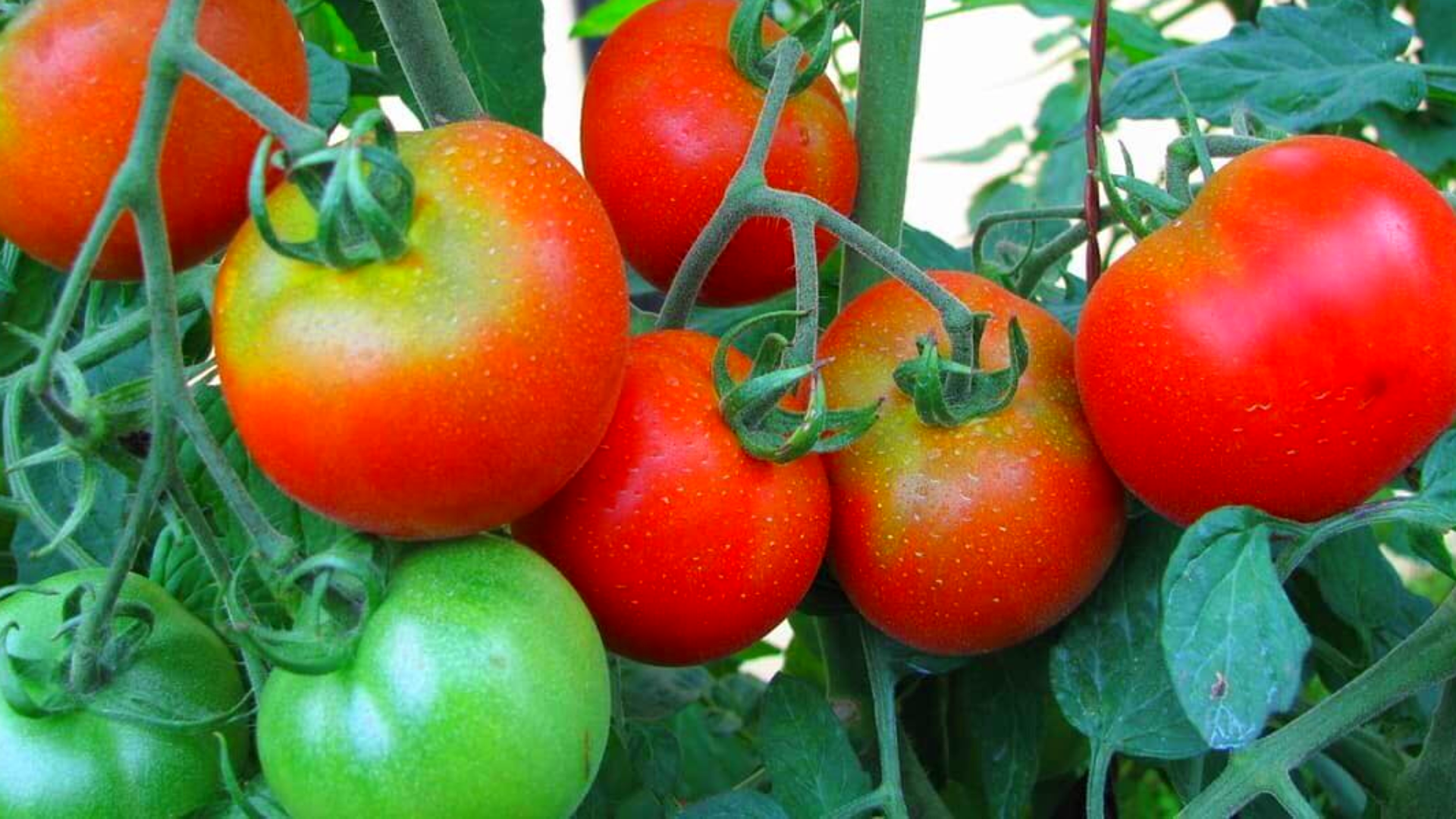 Низкорослые томаты раннего созревания. Урожай томатов. Спелые помидоры. Получить хороший урожай помидор