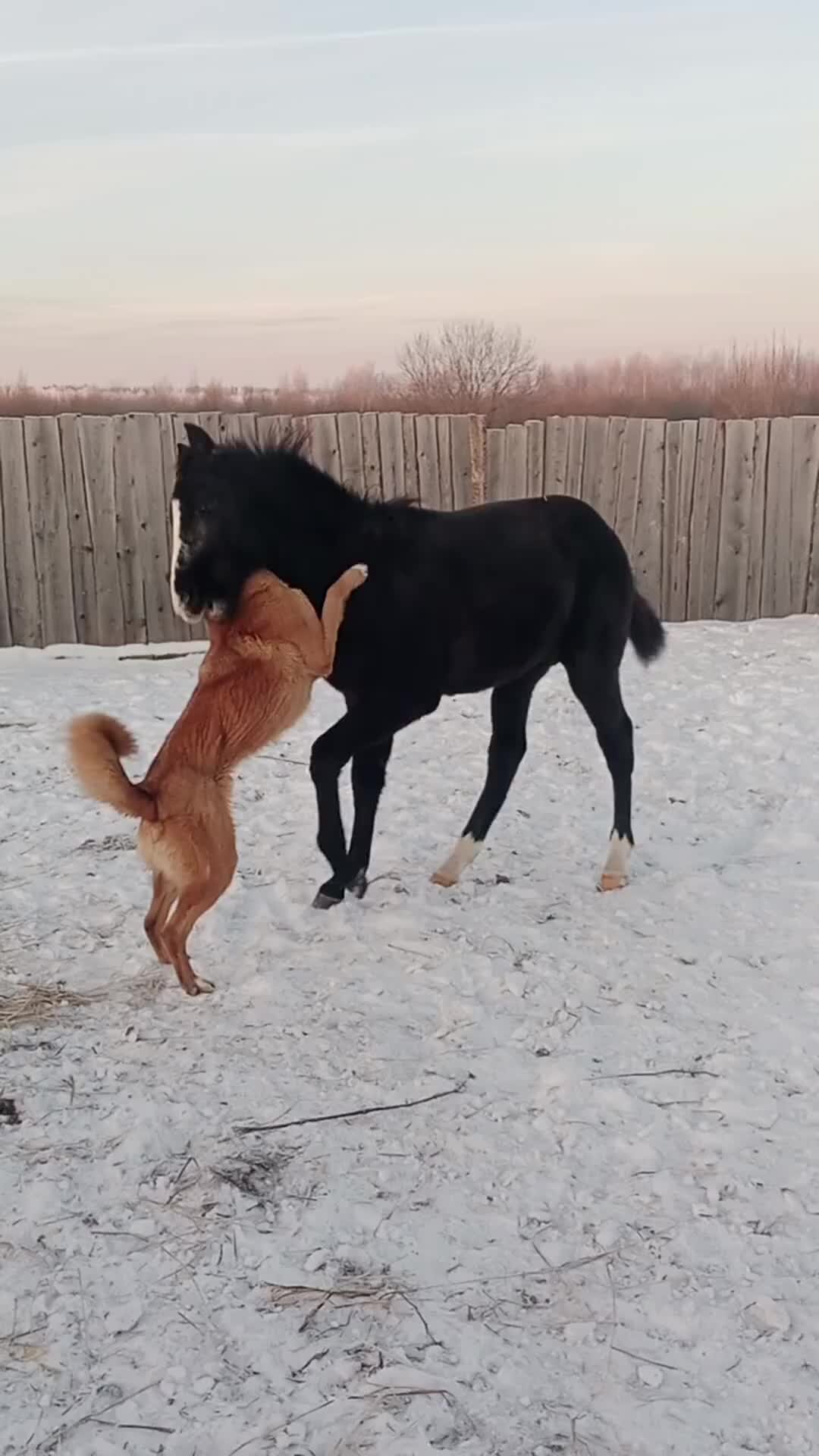 Содержание лошадей в частном хозяйстве | Вот такие у них игры...🐎🦮 Собака  и на поклон поставит, и в горло целится, и копытом по морде получит. И всё  равно лезут друг к другу. |