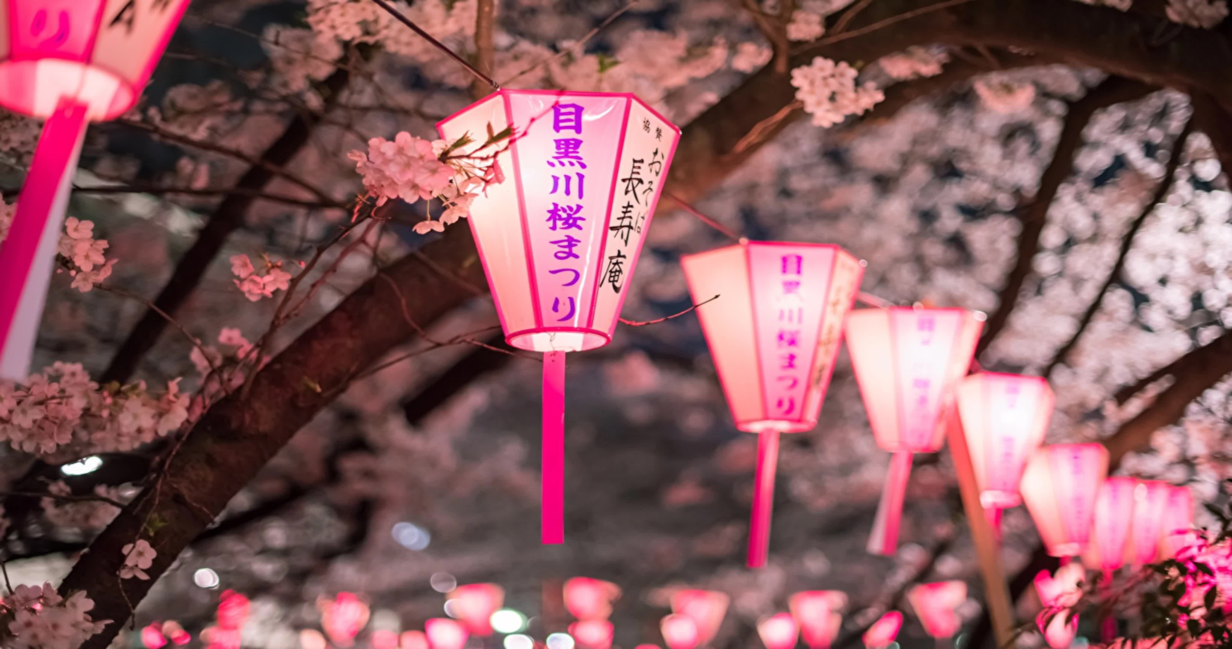 Сакура фонари. Pink Киото цветение Сакуры. Японский фонарь. Японские фонарики.