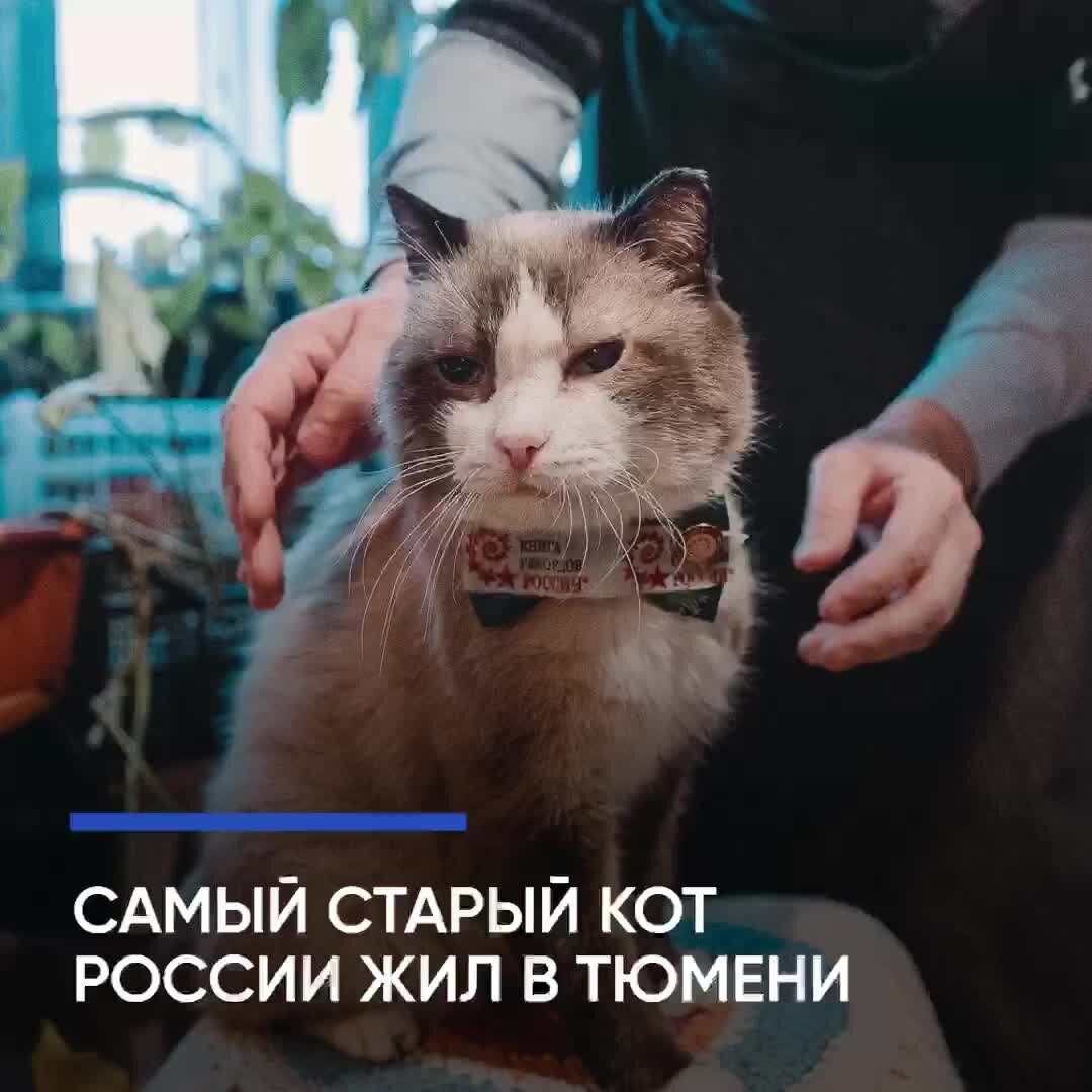 Умер самый старый кот России Дашун
