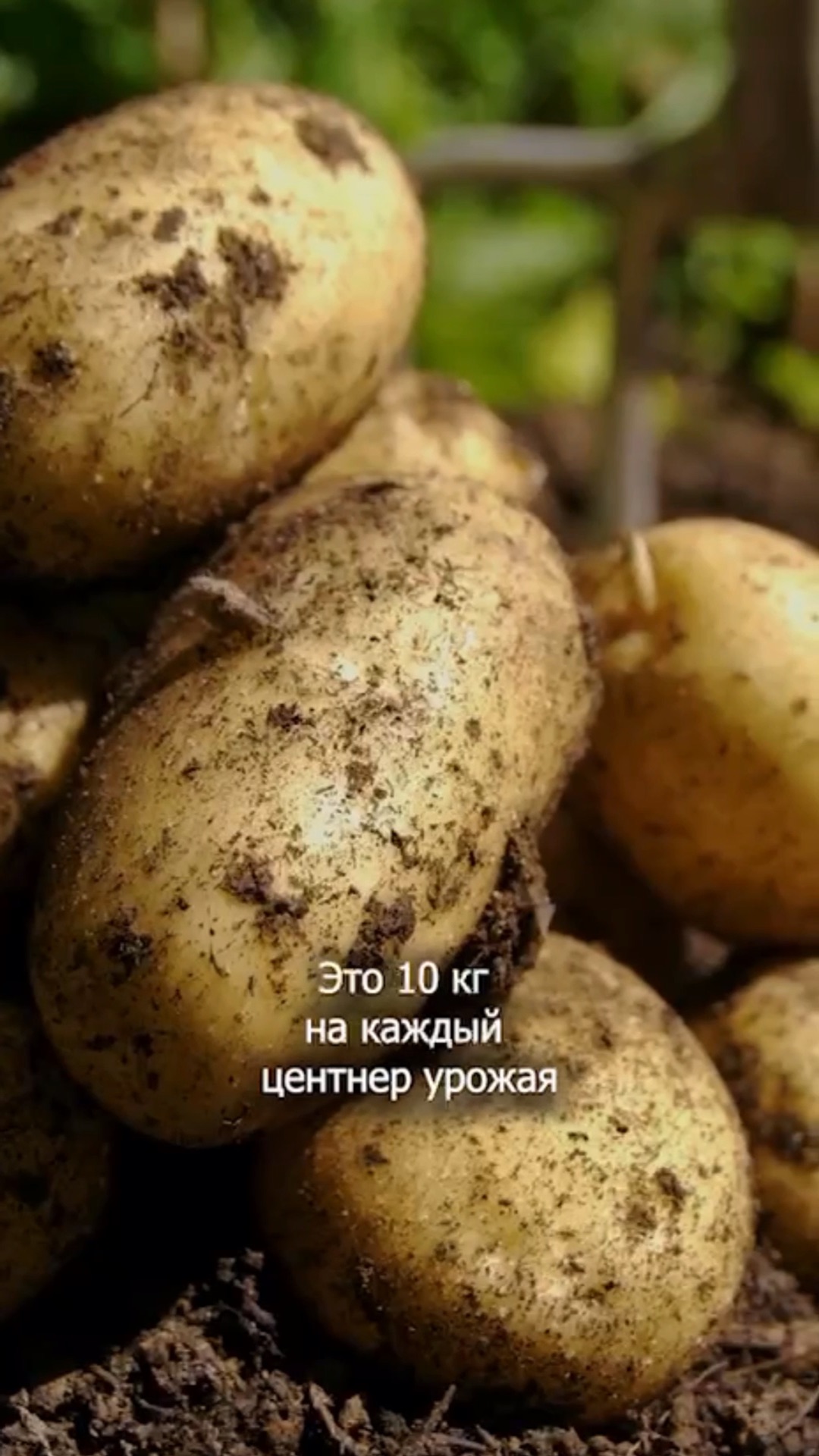 Семенной картофель сынок. Картофель сорт Эксибишен. Сорт картофеля Барбара. Финская картошка. Сорт картофеля сынок.