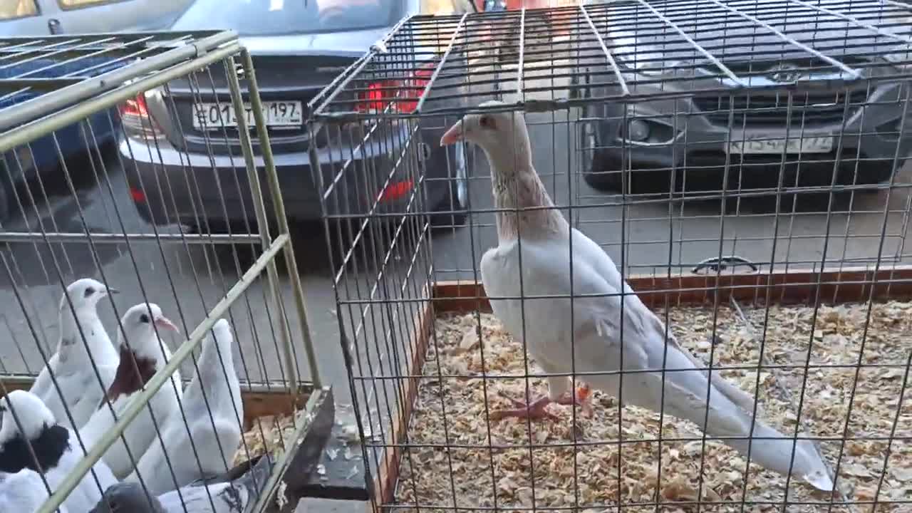 голуби бронницы рынок. ярмарка голубей в бронницах. голуби бронницы. ярмарка голубей. ярмарка голубей в бронницах.