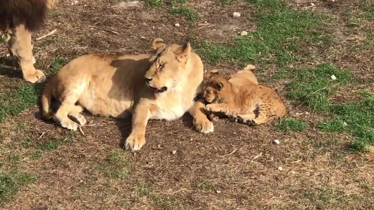 Тайган симба последнее видео. Виталий хомутов. Тайган прайд. Тайган симба последнее видео. Олег зубков тайган.