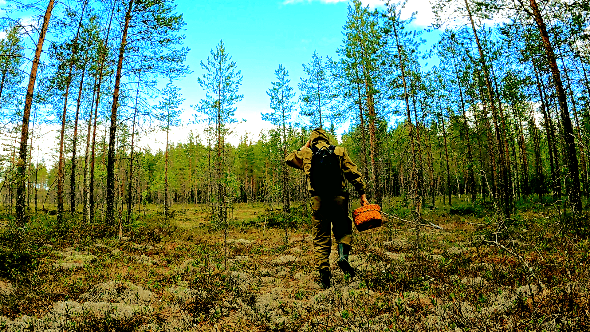 Войти в болото. Грибы в карелии 2023. Войти в болото. Этапы образования болота. Торфяные болота схема.