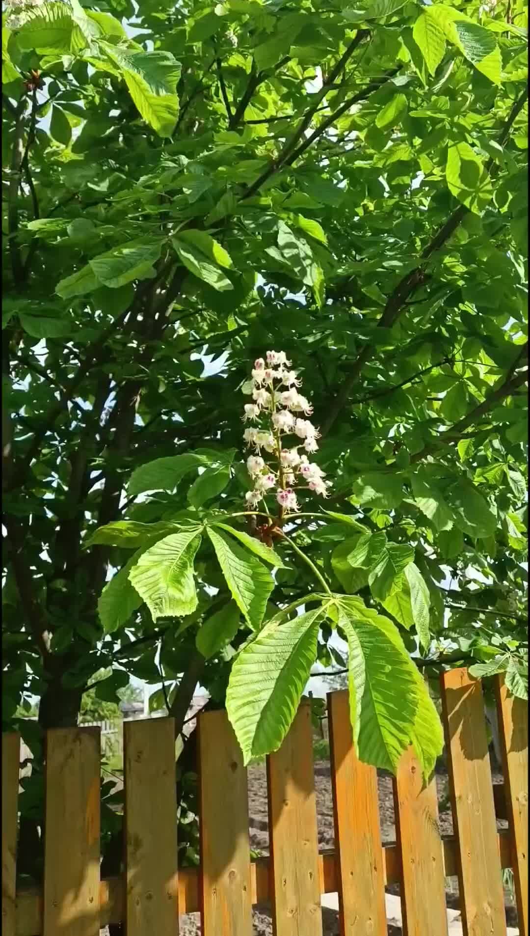 Как цветет каштан