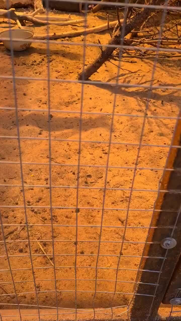 Центр диких животных Дом Зайца | Гон у зайца и почему дома это страшно ...