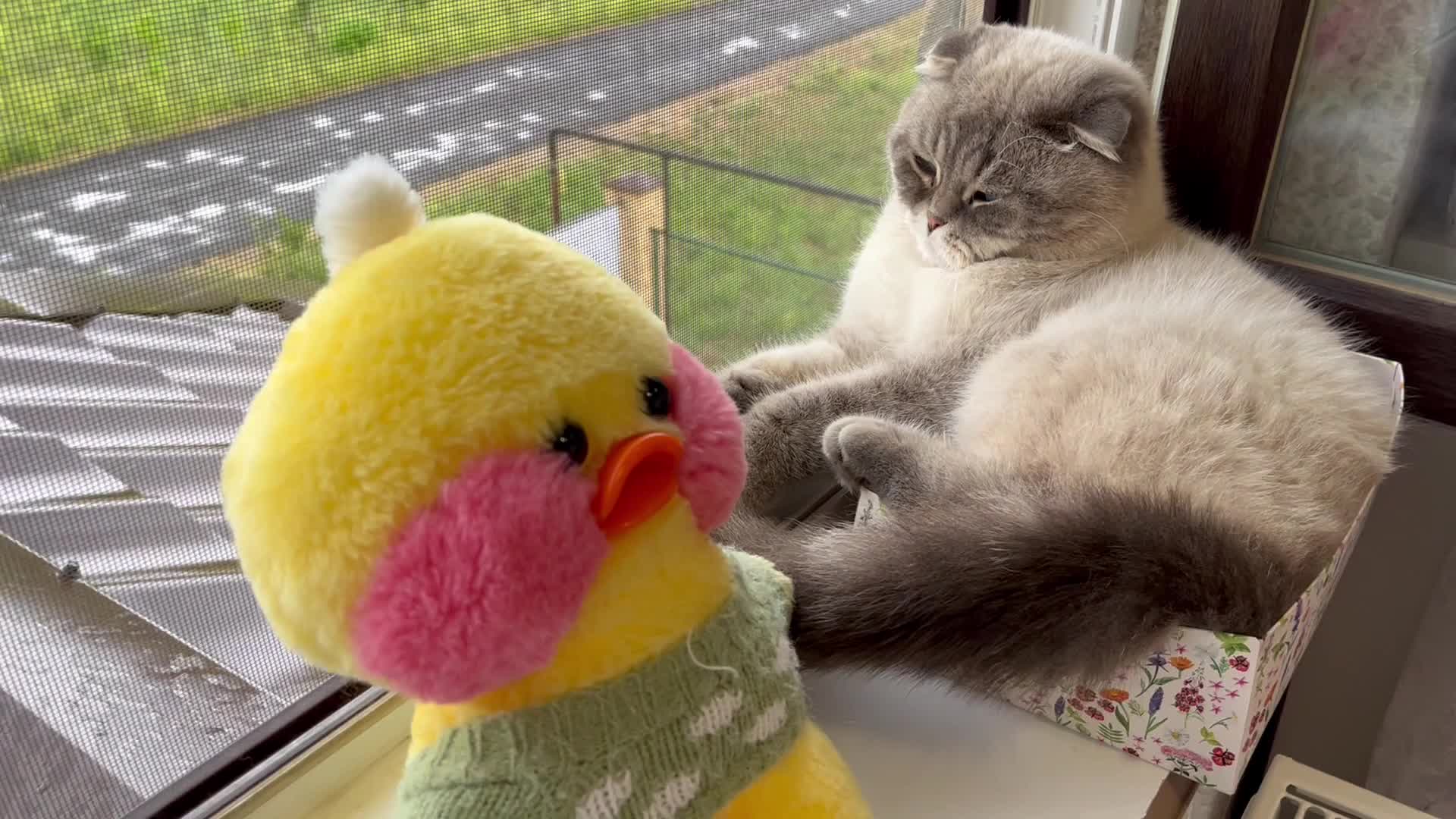 Ляпота тв кевин и билли. Видео кот кевин. Ляпота тв котик кевин. Котик кевин стал малышом малышом стал мультик. Ляпота тв кева.