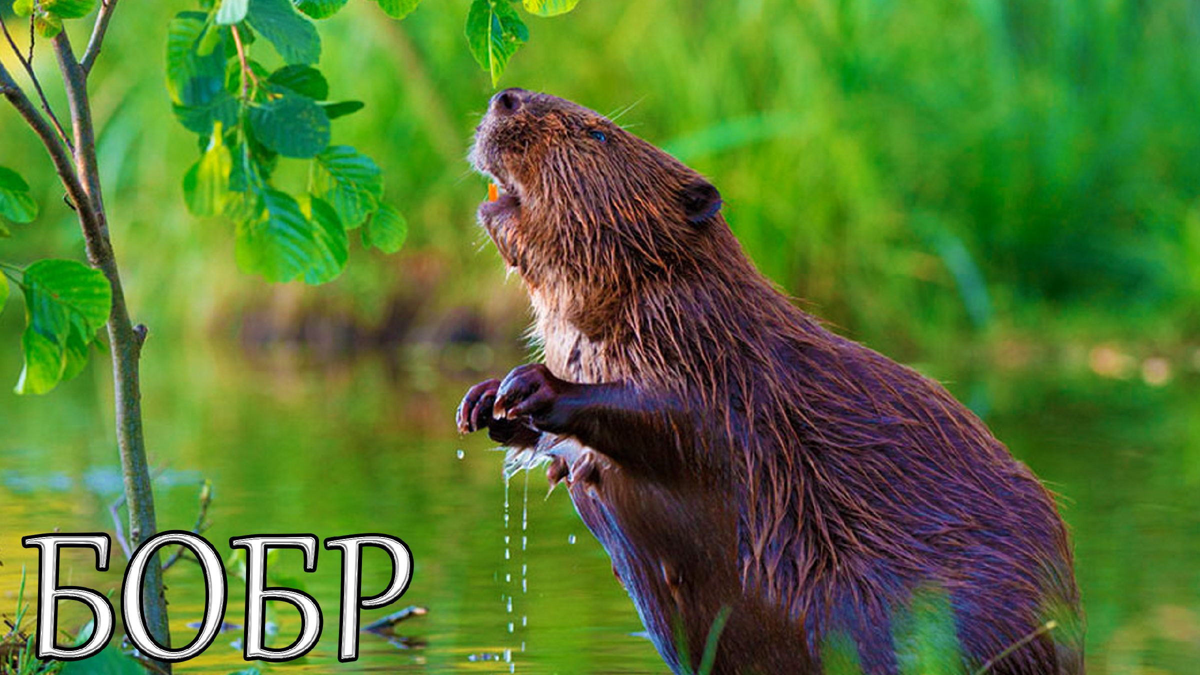 Бобры 71. Речной Бобр. Бобр Речной обыкновенный. Канадский Бобр (Castor canadensis). Западносибирский Речной Бобр.