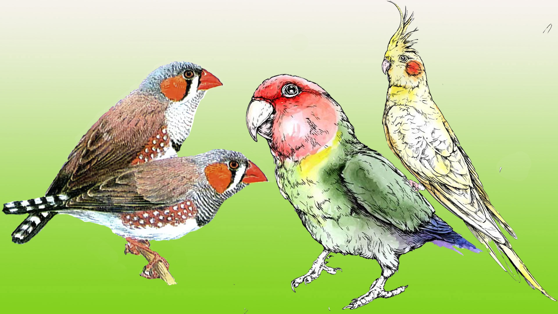 белые амадины драгунский читать. японская амадина рисунок. белые амадины драгунский читать. амадины акварелью. рисовый амадин белый.