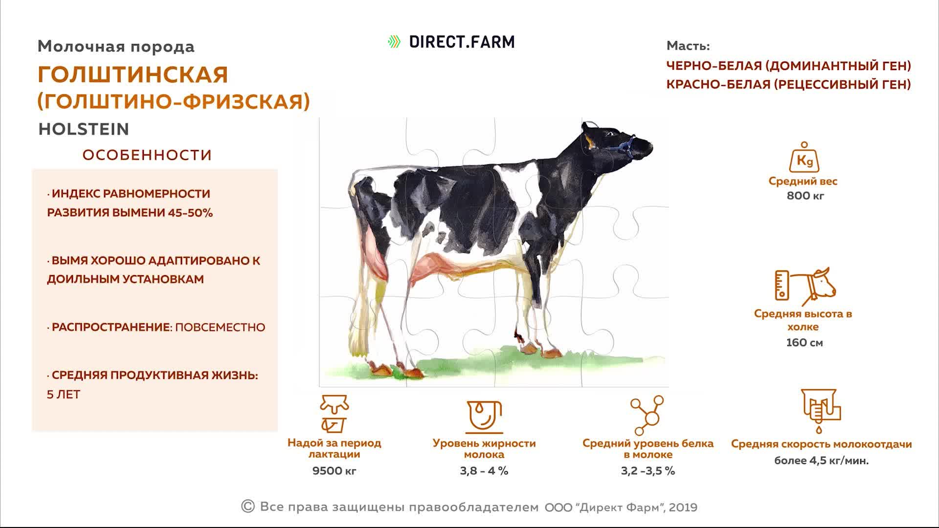 Рацион для высокопродуктивных коров. Стойлово пастбищная система крс. Голштинская порода коров характеристика. Содержание дойных коров. Голштинская порода крупного рогатого скота.