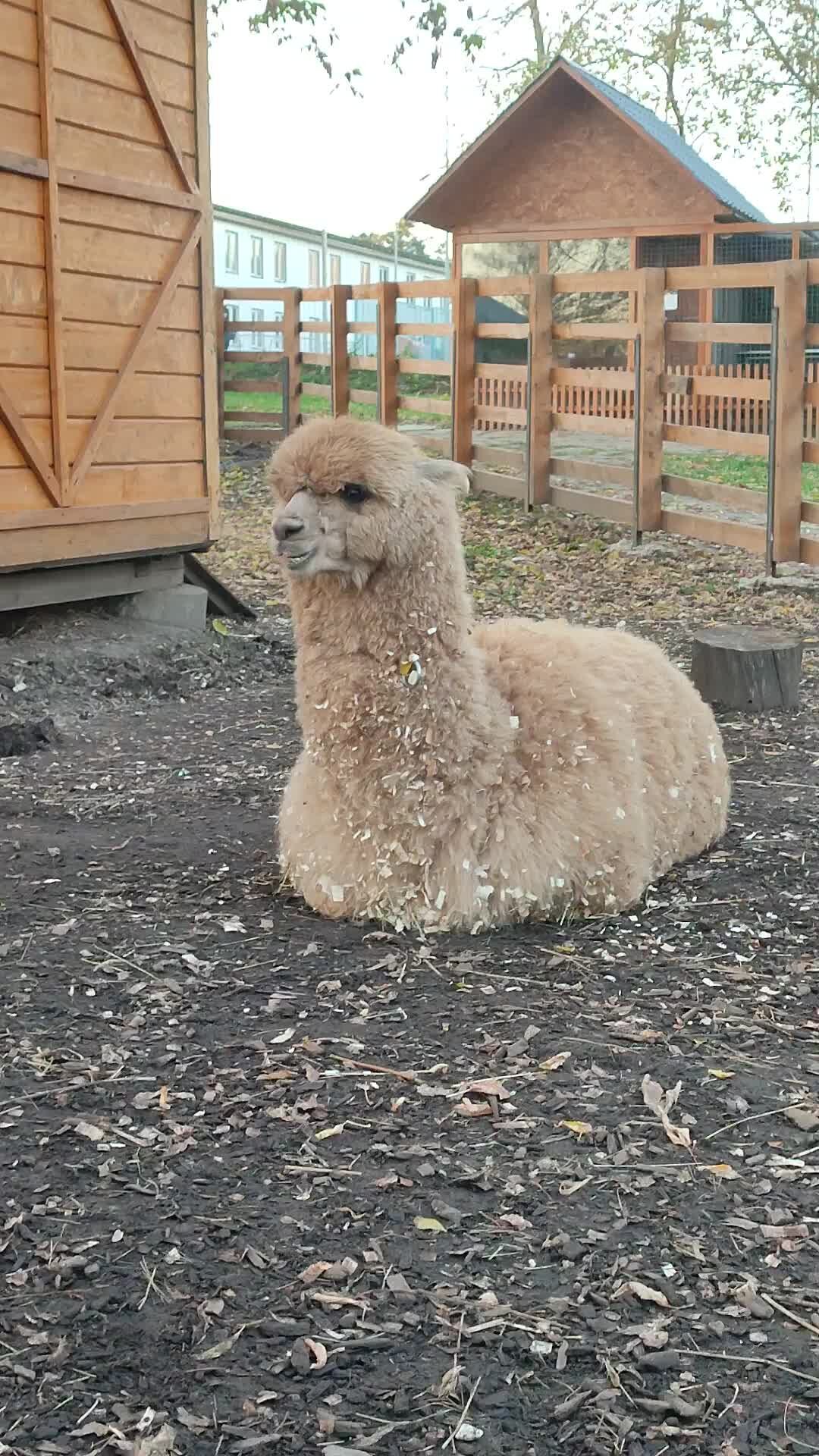 Альпака стриженная