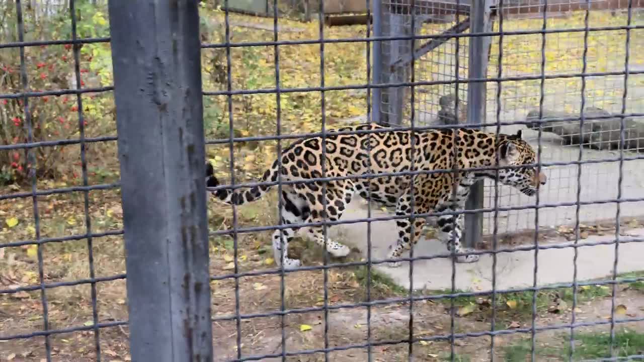 маленькие ягуарчики. парк львов тайган пантера. парк львов тайган. виталий хомутов. ягуар в тайгане.