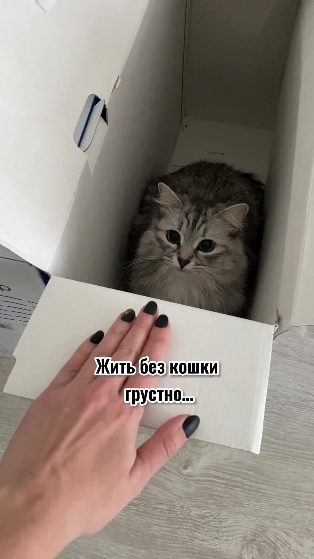 Котобандитка Шляпка | Если в доме нет кота, значит в доме пустота 🙂 | Дзен