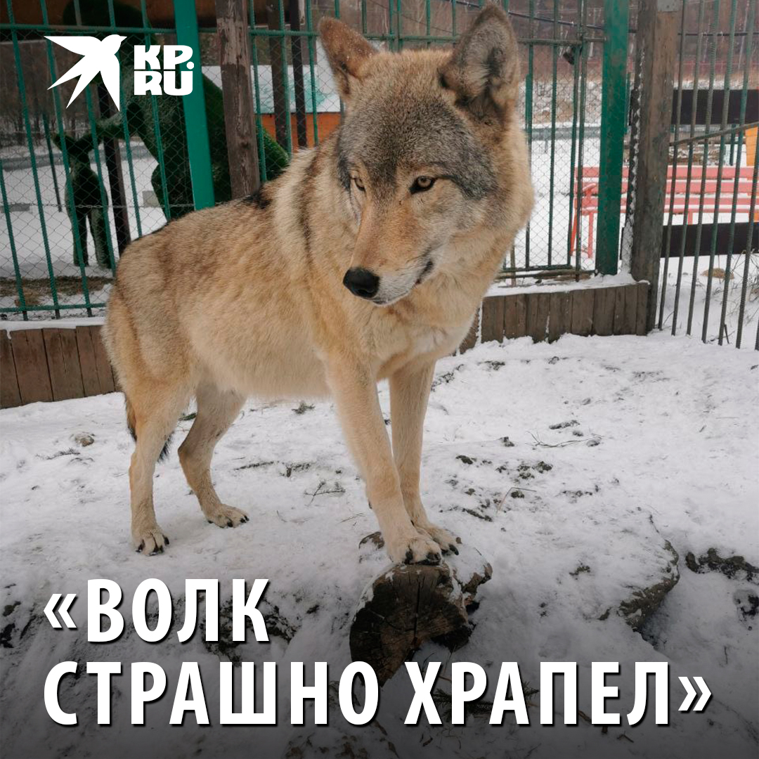 Волк обыкновенный (canis lupus). Храбрый заяц мамин сибиряк. Волк 4k. Волк зимой. Волки сибиряк.