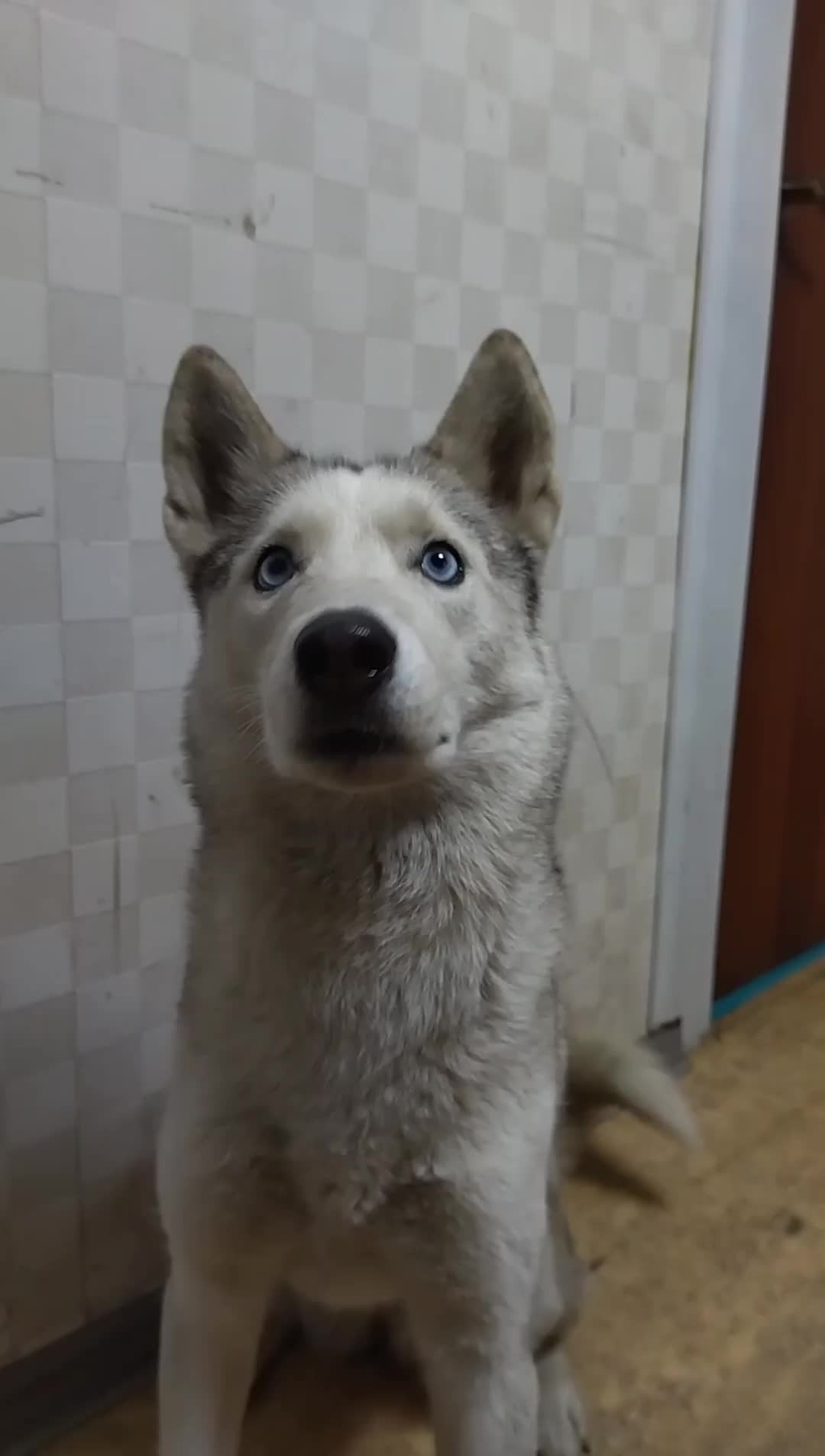 HUSKY TASTER | Сахарные соты из фильма 