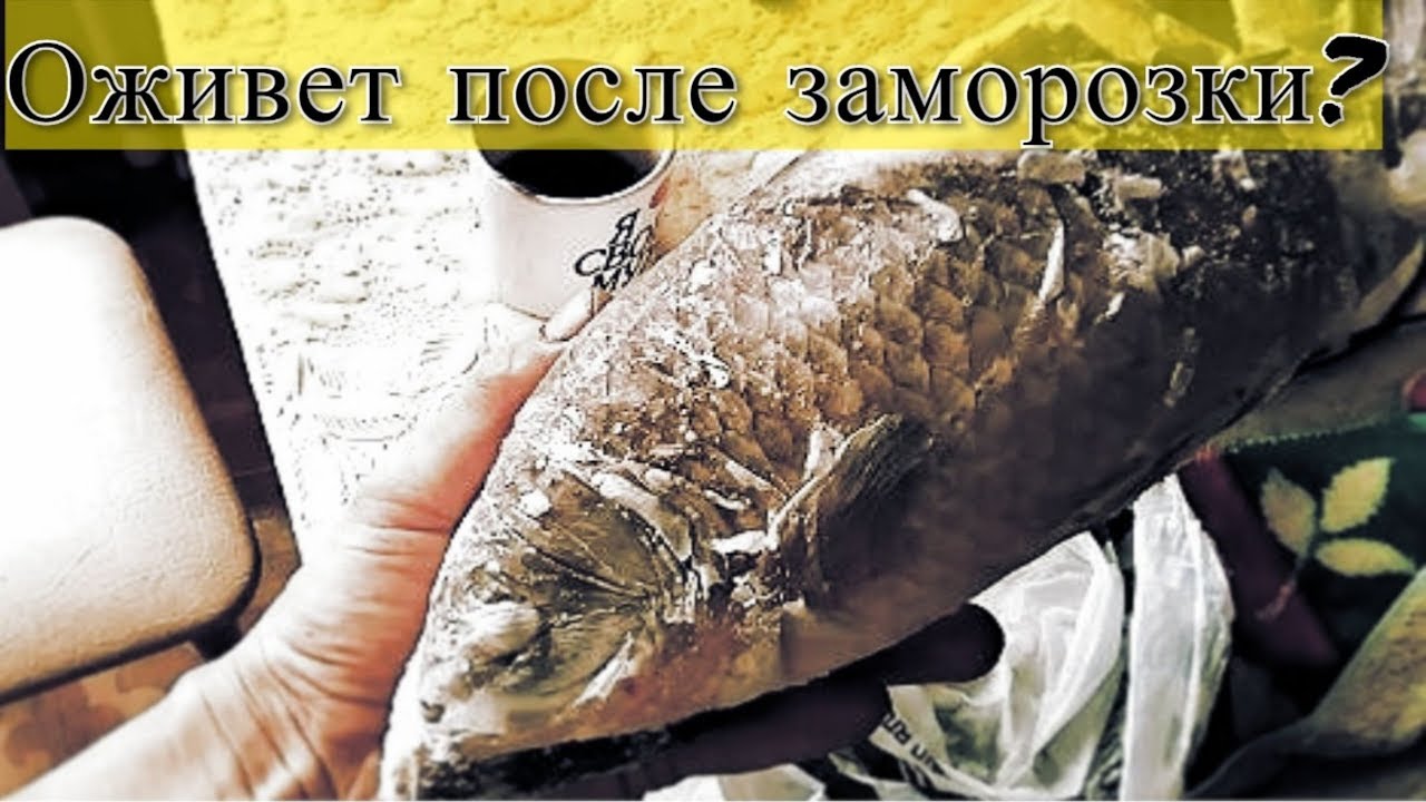 карась оживает после заморозки ?. выжил после заморозки. ледяной капкан реальная история наоми. поздравления после аварии. 1999 анна багенхольм.