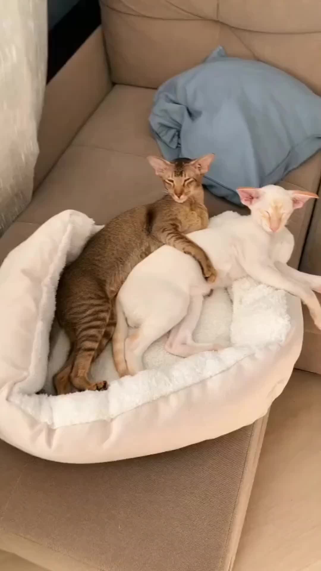 Котики лежат в обнимку