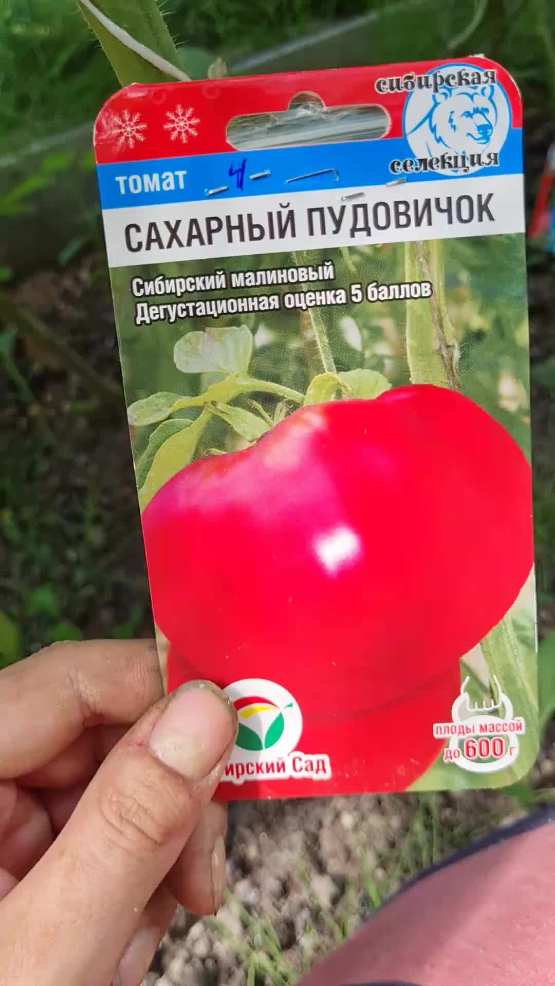 Сахарный пудовичок отзывы