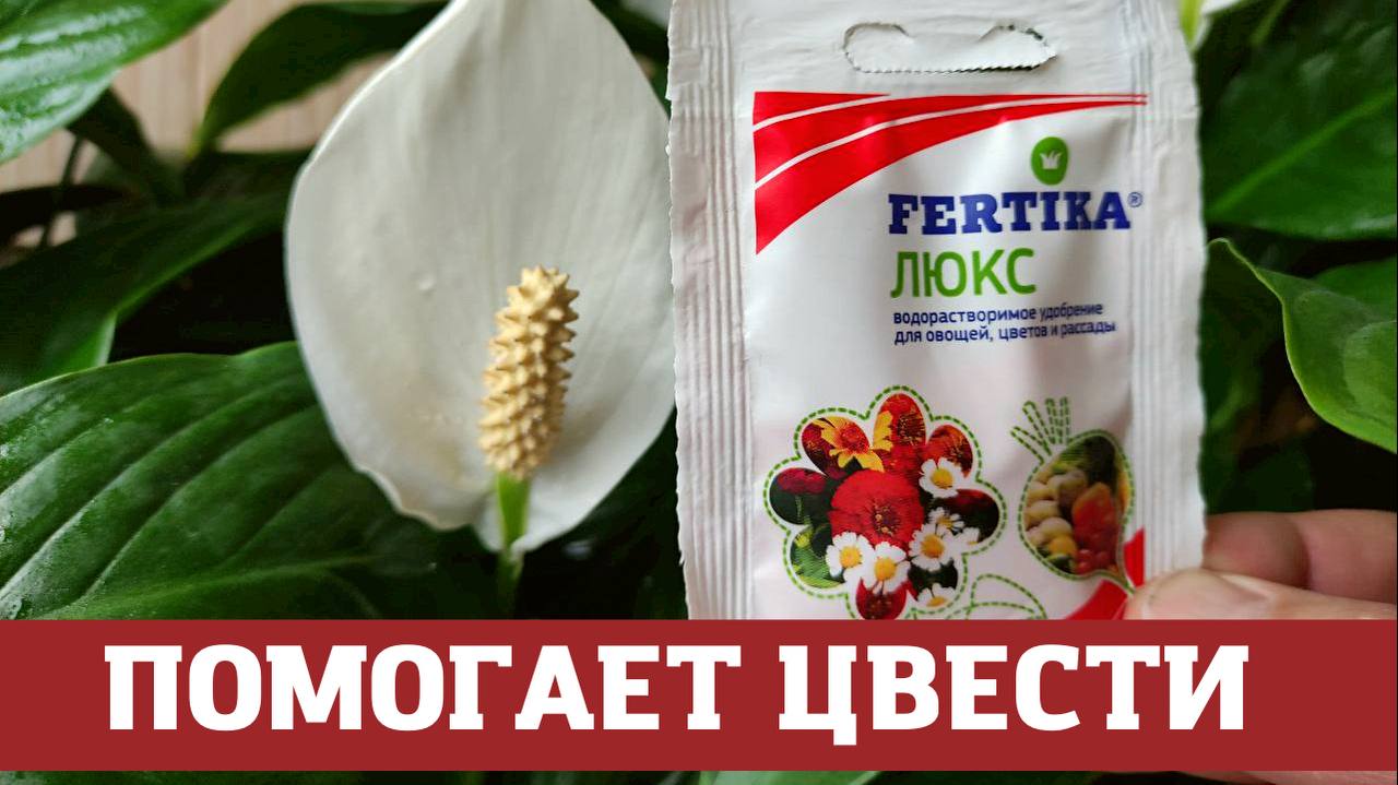 Спатифиллум какие удобрения. Спатифиллум какие удобрения. Спатифиллум удобрение. Короткий световой день для спатифиллума. Удобрения для спатифиллума для цветения.
