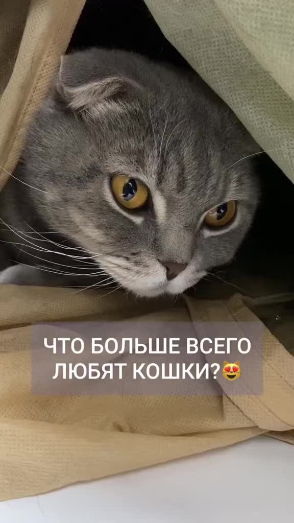 Ты нравишься маме кошкина