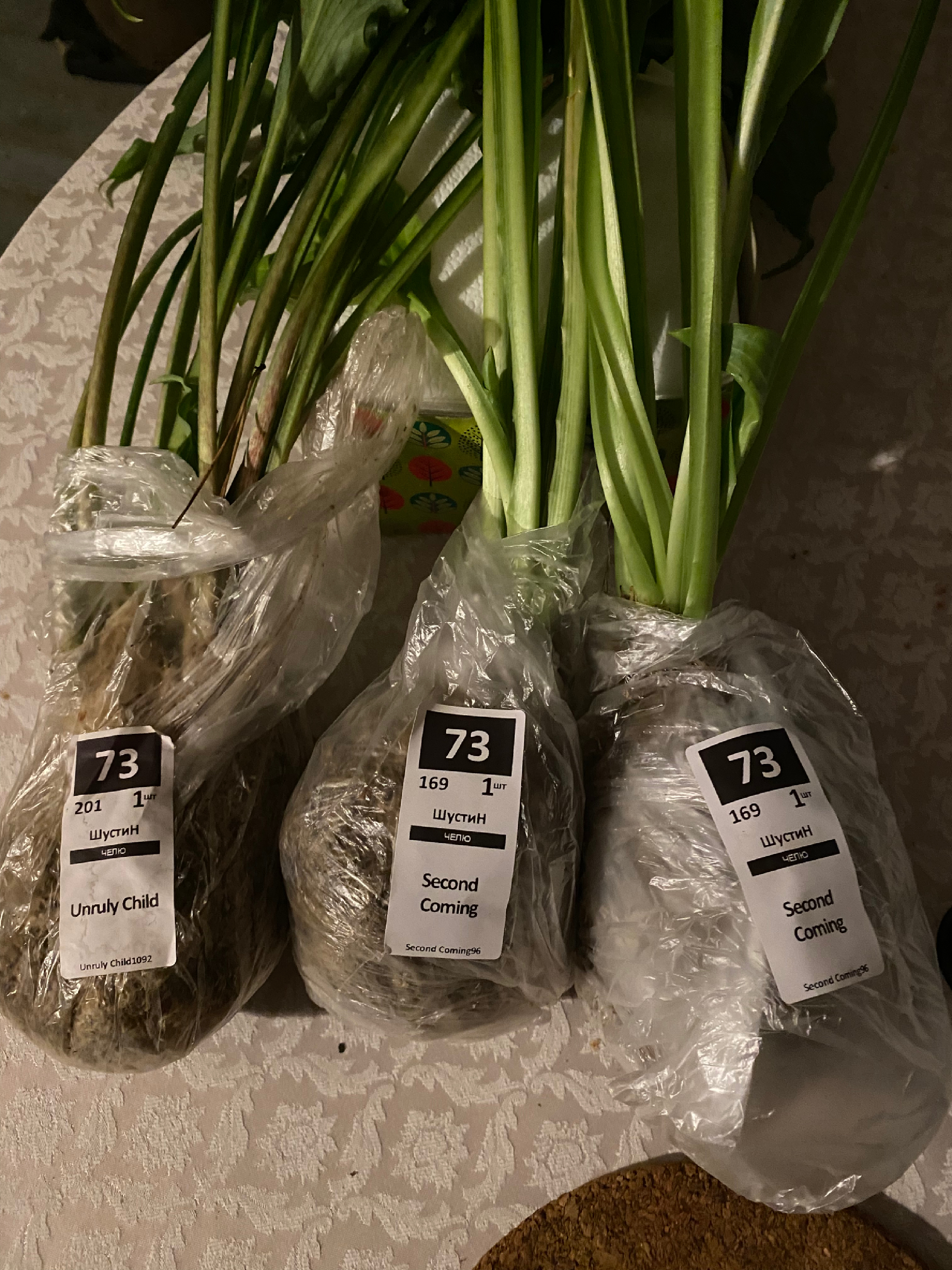 вестник садовода. вестник садовода совместные покупки. вестник садовода совместные закупки хосты. вестник садовода совместные закупки хосты. садовод логотип без фона.