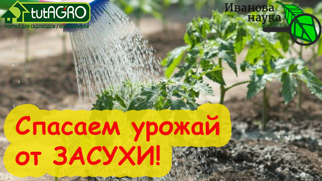 Спасаем урожай. Спасти урожай. Спасти урожай. Как поливать растения в засуху. Засуха зерновые.