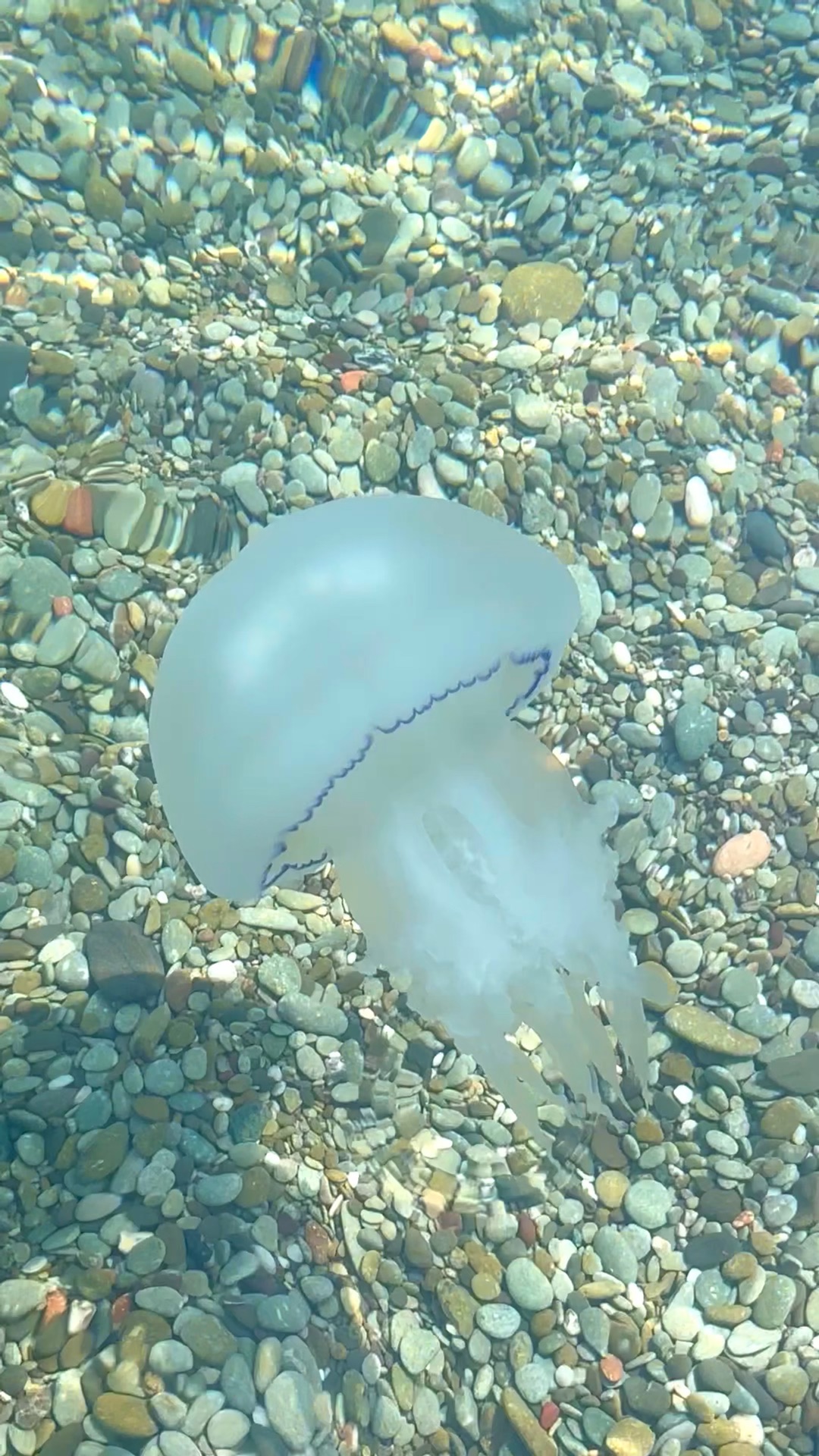 самая ядовитая медуза в черном море