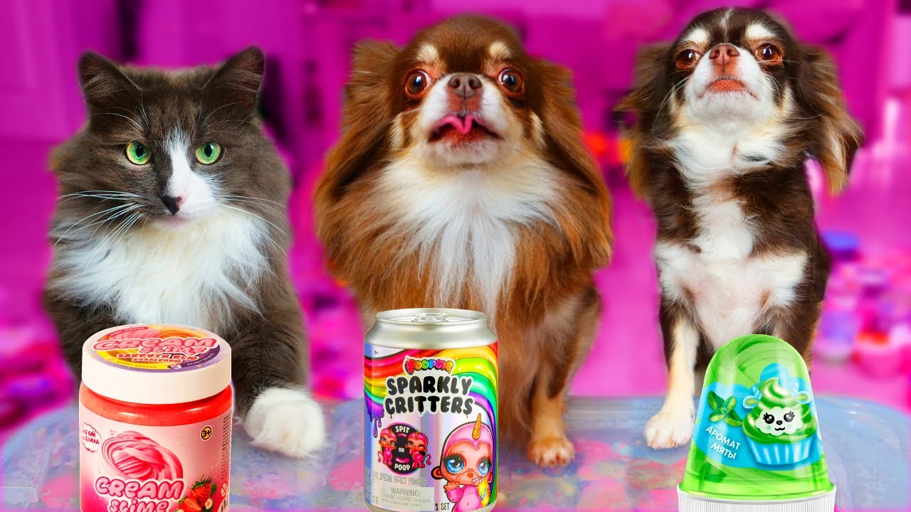 мэджик петс и мэджик фэмили. включи канал magic pets питомцы. включи канал magic pets питомцы. включи канал magic pets питомцы. киса алиса из мэджик петс.