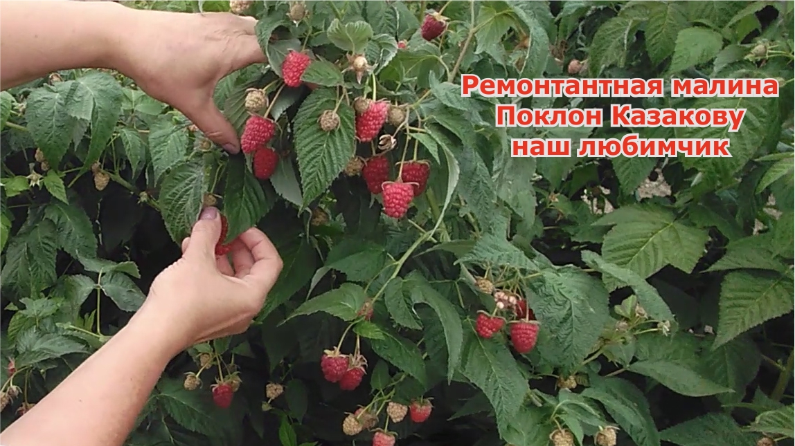 Поклон казакову малина описание сорта фото отзывы