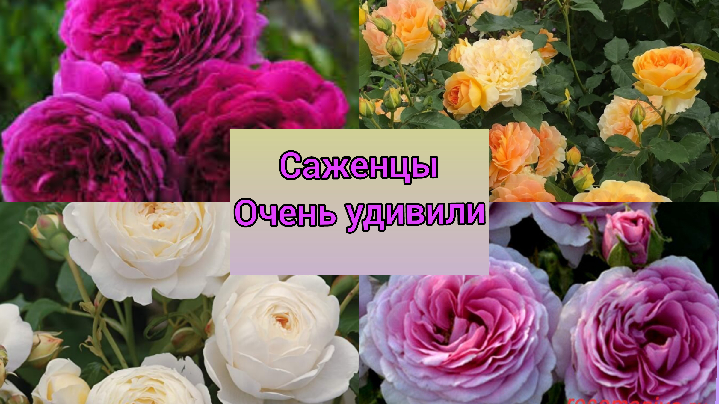 Розы фокино. Розы фокино. Питомник розы фокино. Питомник розы фокино. Питомник роз нью джерси.