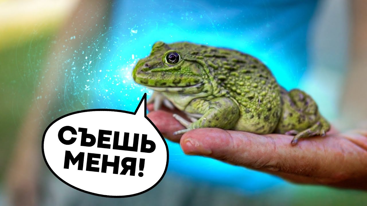Надутая лягушка через соломинку. Лягушки. Надутая жаба. Надуть лягушку. Надувание Жабы