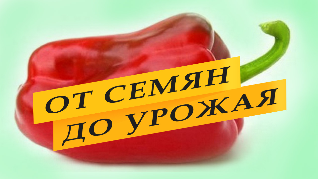 Сладкий рос