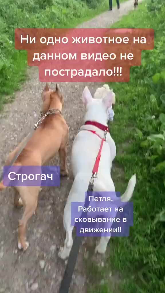 Наелся 