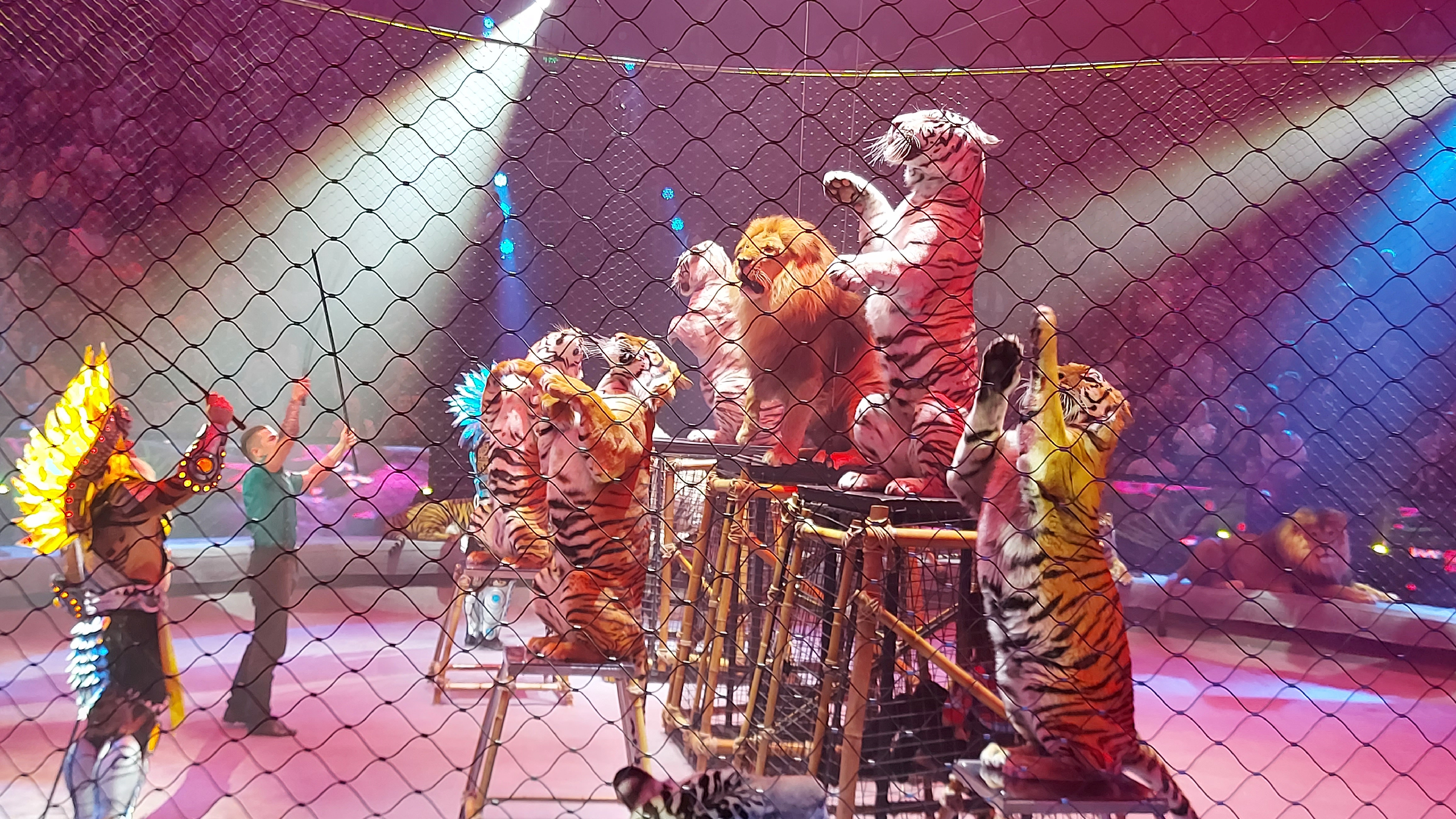 Цирк воронеж запашные 2023 до какого числа. Запашные новогоднее представление 2023. Братья запашные сочи. Цирк воронеж запашные 2023 до какого числа. Белые тигры в цирке никулина фото.