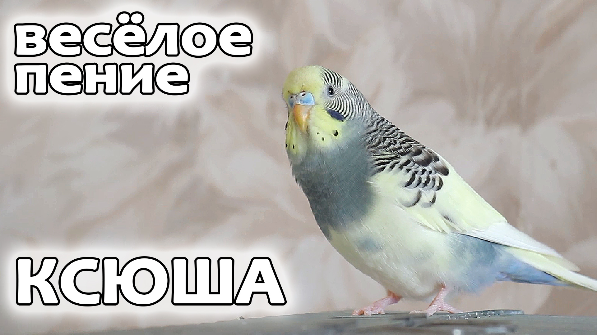 веселое пение волнистого попугайчика слушать. пение волнистых попугайчиков. чикань волнистых попугаев. волнистый попугай ричи канал банда попугаев. веселое пение волнистого попугайчика слушать.