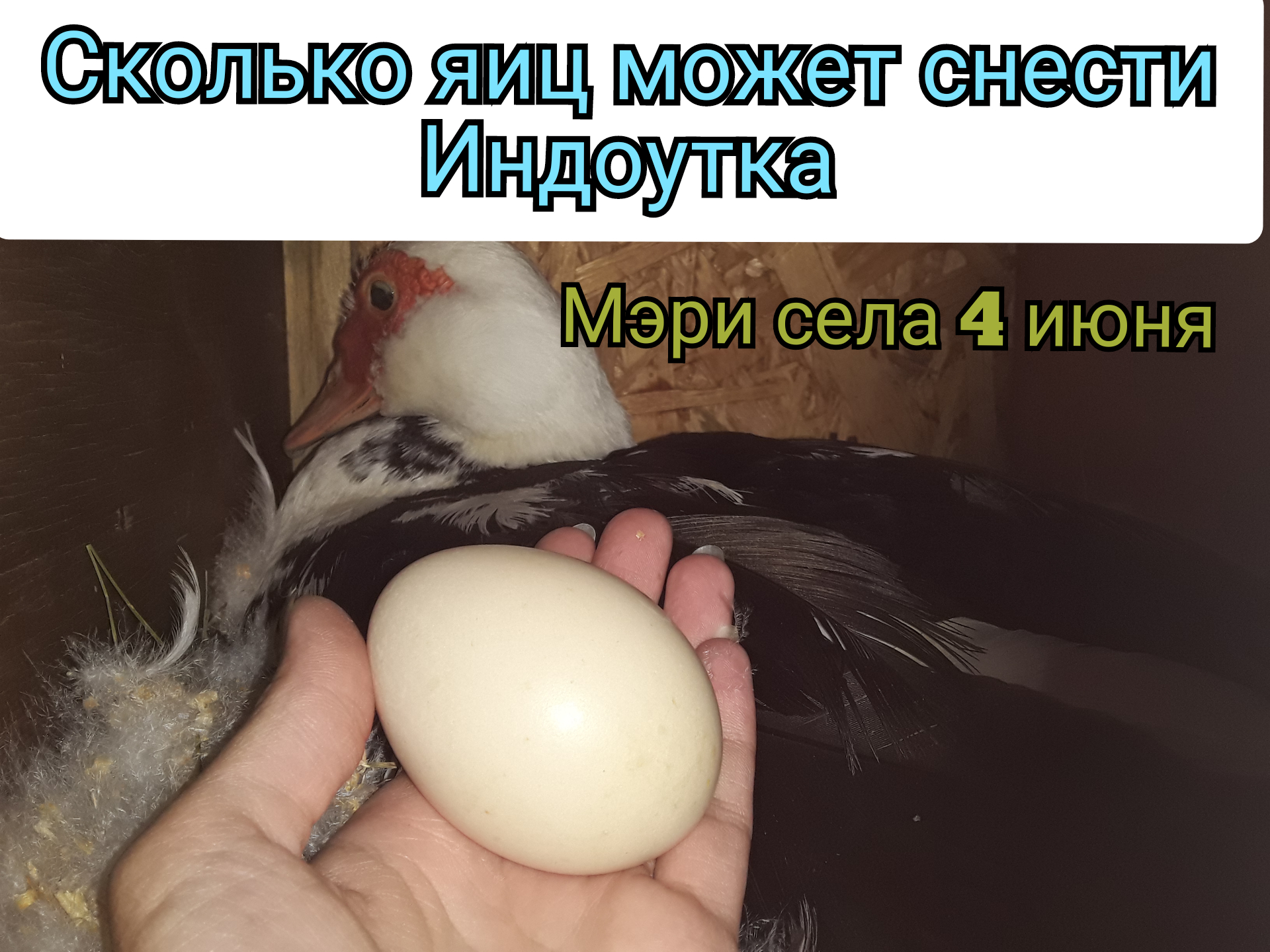 Сколько сидит утка на яйцах. Инкубационное яйцо индоутки. Яйца индоуток. Яйцо индоутки. Индоутки несут яйца.