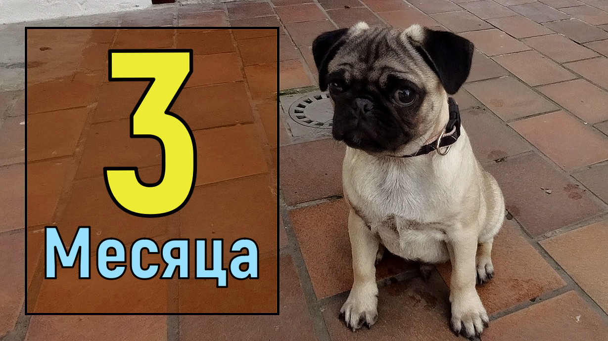 Постепенное обучение и поощрение