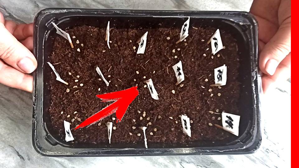 Посев помидоров в марте 2024 на рассаду. Букетный способ посадки томатов на рассаду. Посев помидоров в марте 2024 на рассаду. Посадка баклажанов без пикировки. Посев перца на рассаду в 2023.