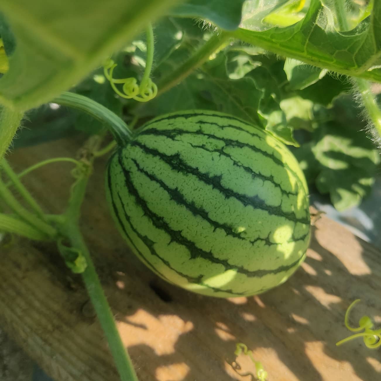 Дыню и арбуз садим. Арбузное поле. Арбуз на бахче. Дыню и арбуз садим. Сорта арбузов.