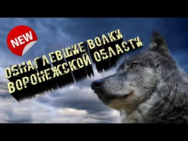 Волки в воронежской. Волки в Воронежской области. Нашествие Волков в Воронежской области. Волки в Курской области. Саша волк Воронеж.