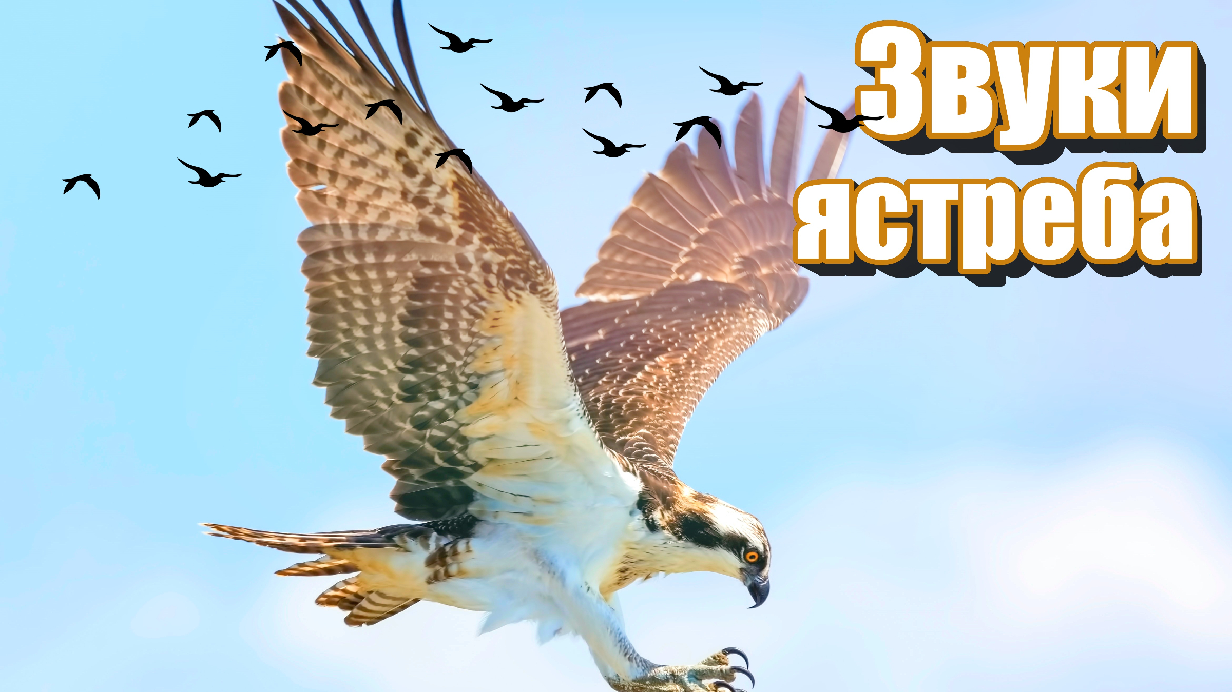 ястреб с какого звука начинается гласного. твёрдые шипящие согласные звуки таблица. правило йотированных гласных. в каких случаях гласные звуки обозначают 2 звука. как делать разбор фонетический пример.