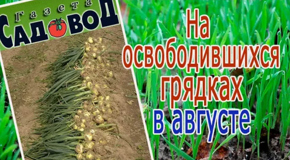 Открытый грунт. Дзен огородников. Дзен огородников. Дзен огородников. Дзен огородников.