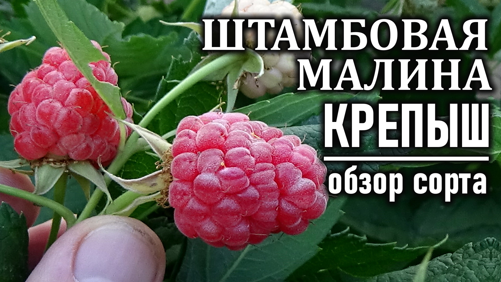 сорт малины крепыш фото