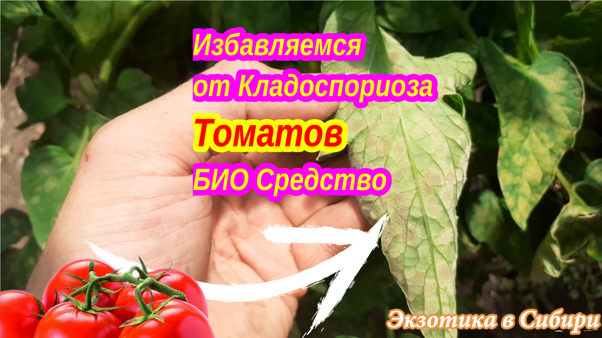 Кладоспориоз томатов меры борьбы и лечение. Чем обработать томаты от бурой пятни