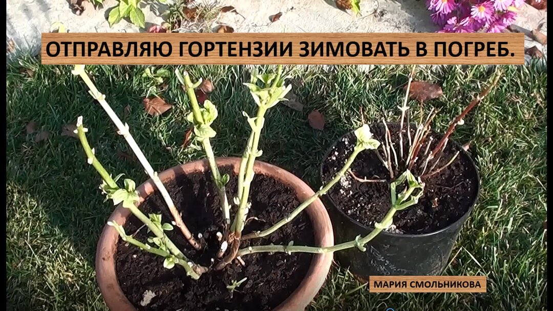 Сохранить гортензию зимой в горшке. Зимовка гортензии на балконе. Сохранить гортензию зимой в горшке. Хрен в горшке дома. Сохранить гортензию зимой в горшке.