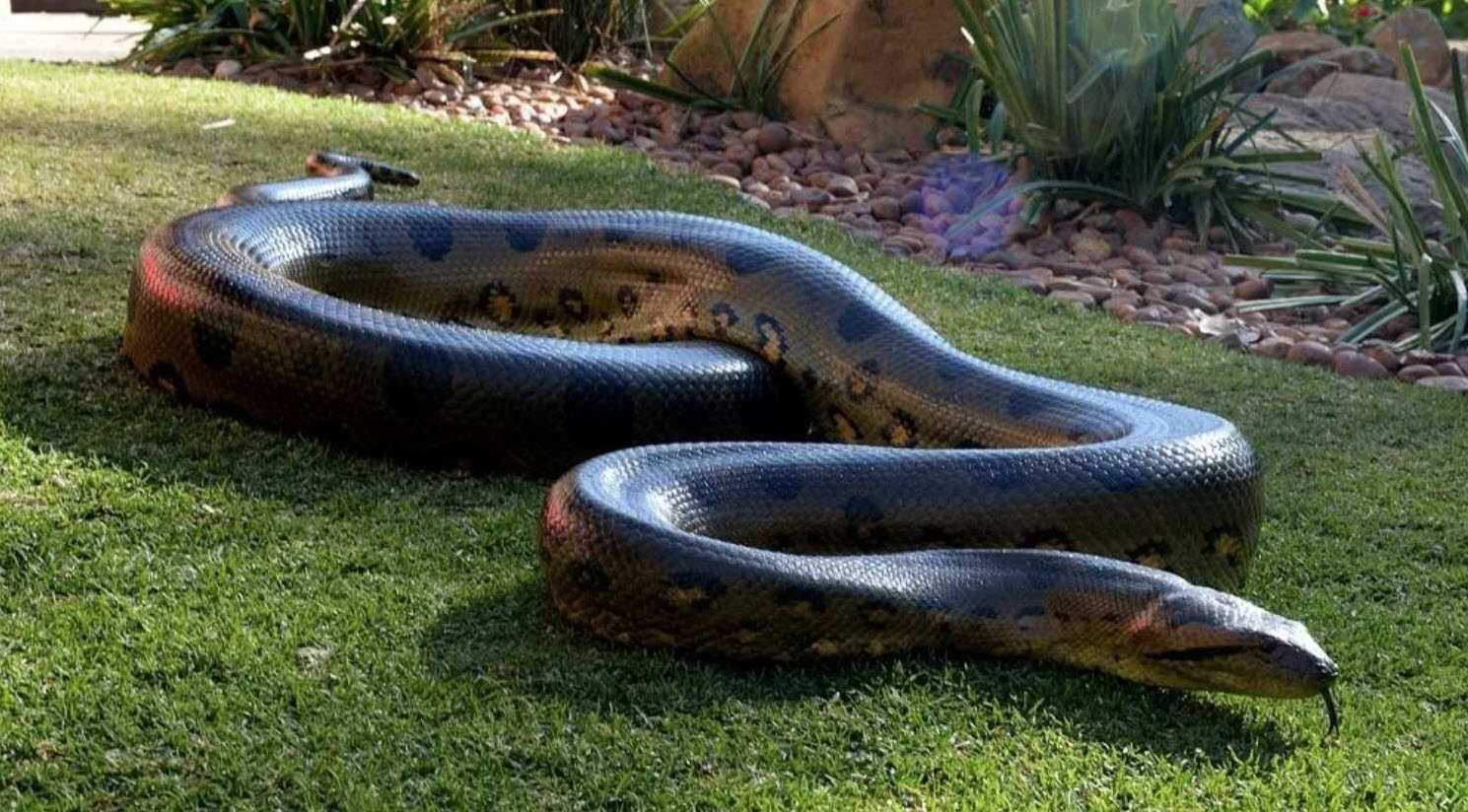 Огромная анаконда. Анаконда змея. Водяной удав Анаконда. Змея Анаконда самая большая змея в мире.