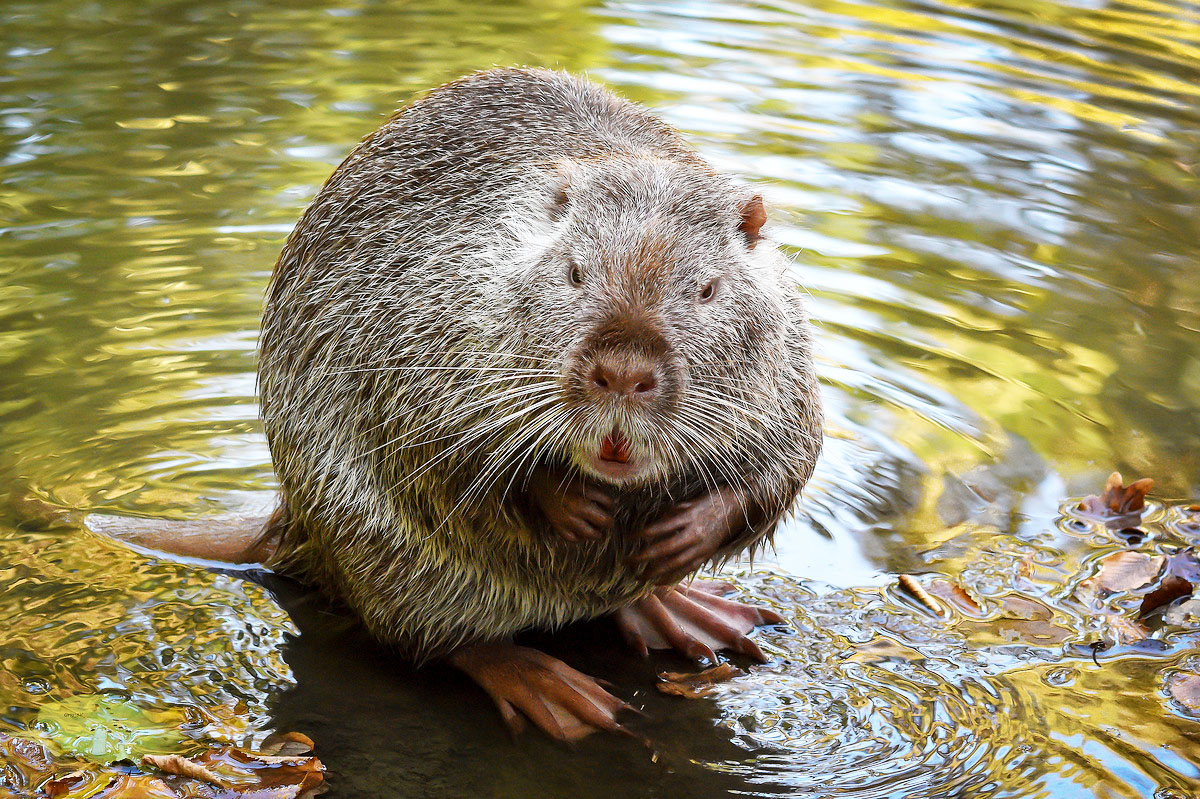 нутрия. нутрия и ондатра. нутрия болотный бобр. нутрия и ондатра. нутрия млекопитающее.